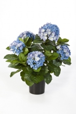 Hortensia 53cm Blauw